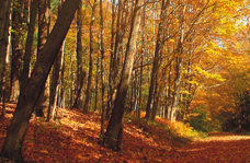 Tierkrematorium und Tierbestattung